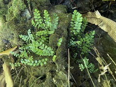 Asplenium dentatum
