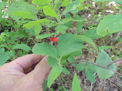 Lonicera utahensis