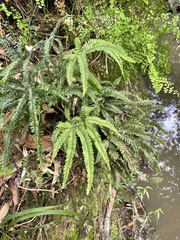 Adiantum hispidulum
