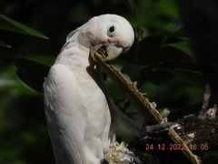 Cacatua goffiniana