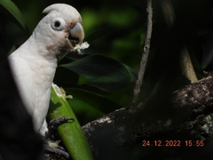 Cacatua goffiniana