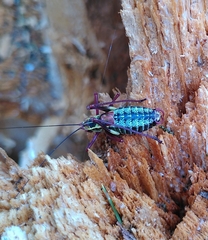 Barbitistes serricauda