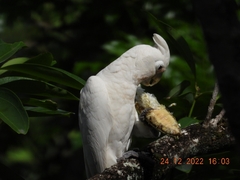 Cacatua goffiniana