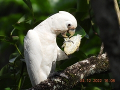 Cacatua goffiniana
