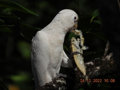 Cacatua goffiniana