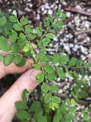 Phyllanthus tenellus