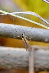 Limoniidae
