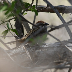 Rhynchospiza strigiceps
