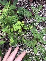 Phyllanthus tenellus