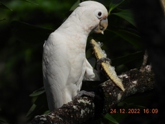 Cacatua goffiniana