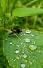 Chrysopilus velutinus