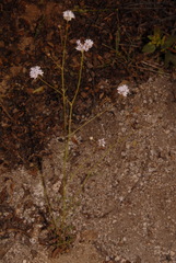 Gilia capitata