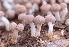 Onygena equina