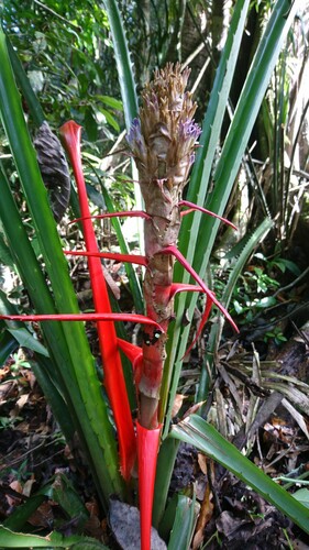 Bromelia alta