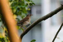 Turdus pallidus