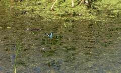 Papilio nireus lyaeus