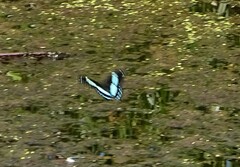 Papilio nireus lyaeus