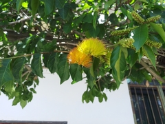 Combretum fruticosum