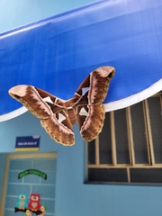 Rothschildia speculifer