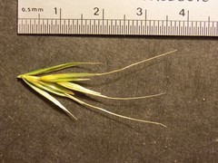 Elymus glaucus glaucus