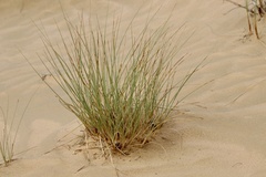 Cyperus conglomeratus