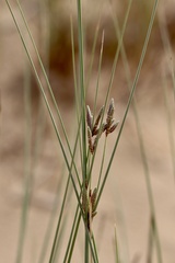 Cyperus conglomeratus