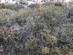 Prosopis glandulosa
