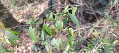 Gelsemium sempervirens