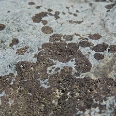 Acarospora molybdina image