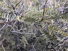Prosopis glandulosa
