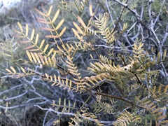Prosopis glandulosa