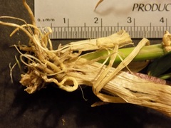 Elymus glaucus glaucus