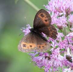 Erebia euryale