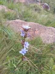 Aristea ecklonii