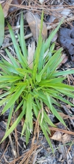 Dichanthelium strigosum