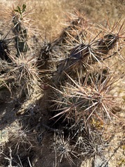 Grusonia kunzei