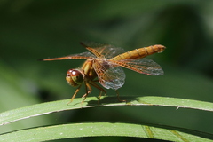 Perithemis