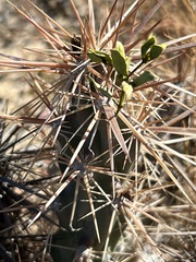 Grusonia kunzei