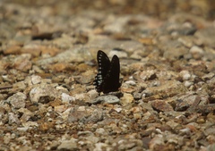Mimoides phaon phaon