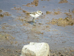 Charadrius alexandrinus