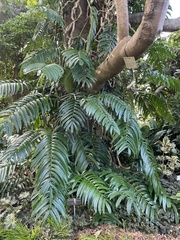 Rhaphidophora decursiva