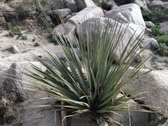 Nolina bigelovii