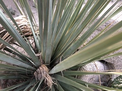 Nolina bigelovii