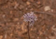 Gilia capitata
