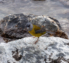 Phrygilus patagonicus