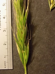 Elymus glaucus glaucus