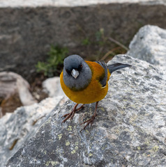 Phrygilus patagonicus