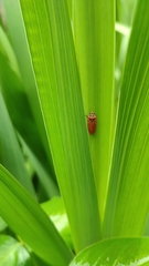 Insecta
