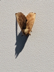 Ptilodon capucina