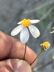 Coreocarpus parthenioides